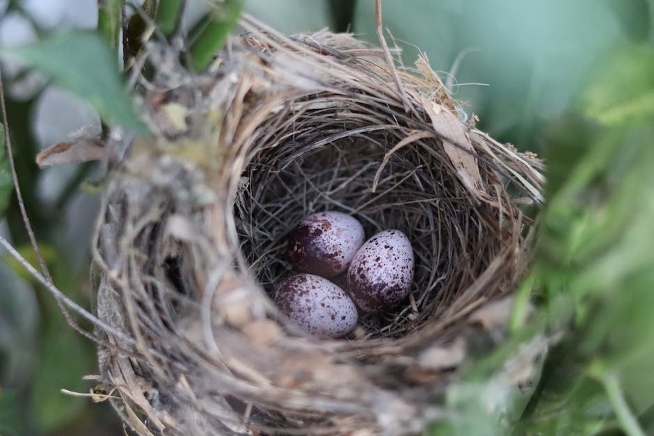 Amseln bauen Nester in den Frühlingsmonaten