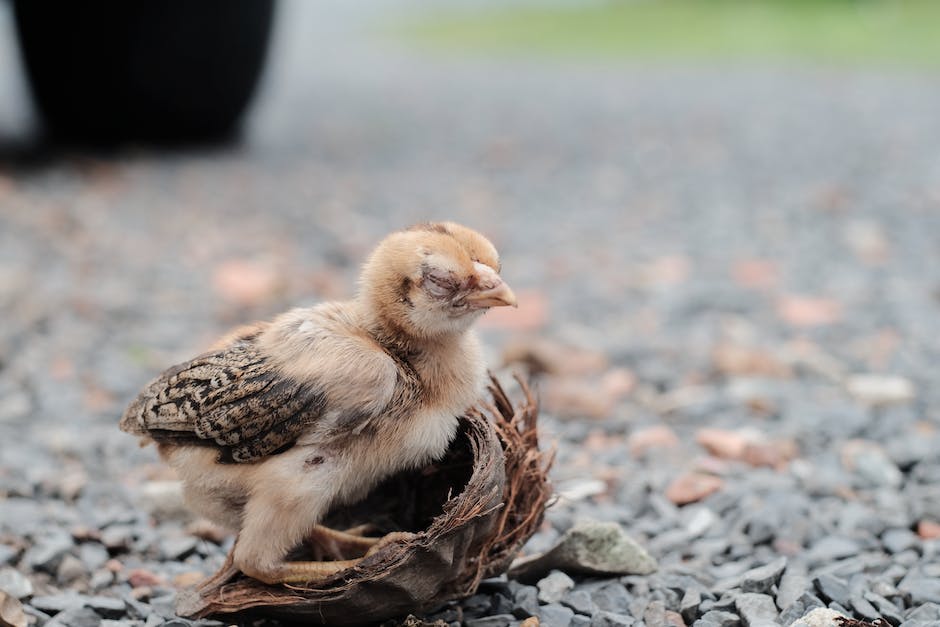 Amseln bauen ihre Nester während der Brutzeit im Frühjahr