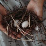 Amseln bauen ihre Nester im Frühling