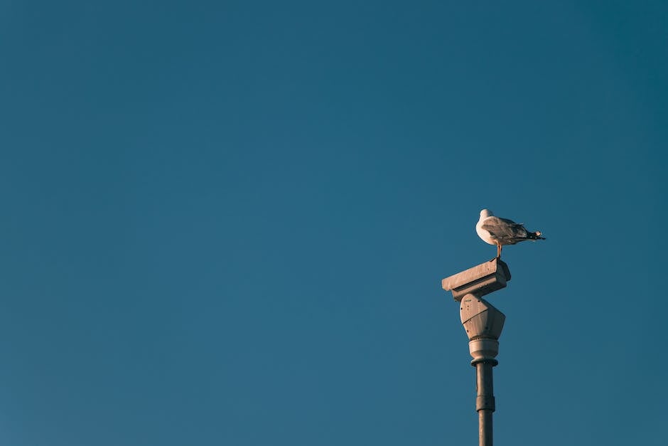  Amseln Nestbauzeit