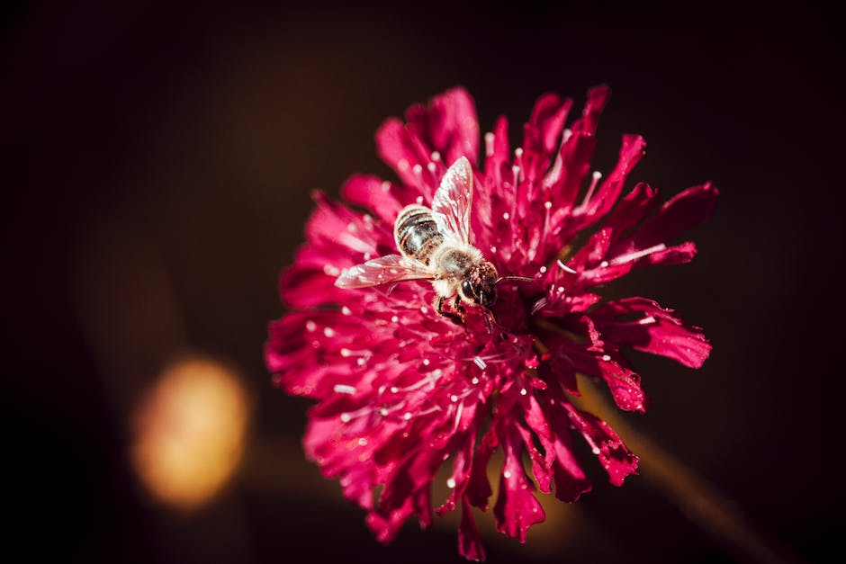  Bienen bauen ihr Nest aus Wachs und Pflanzenfasern