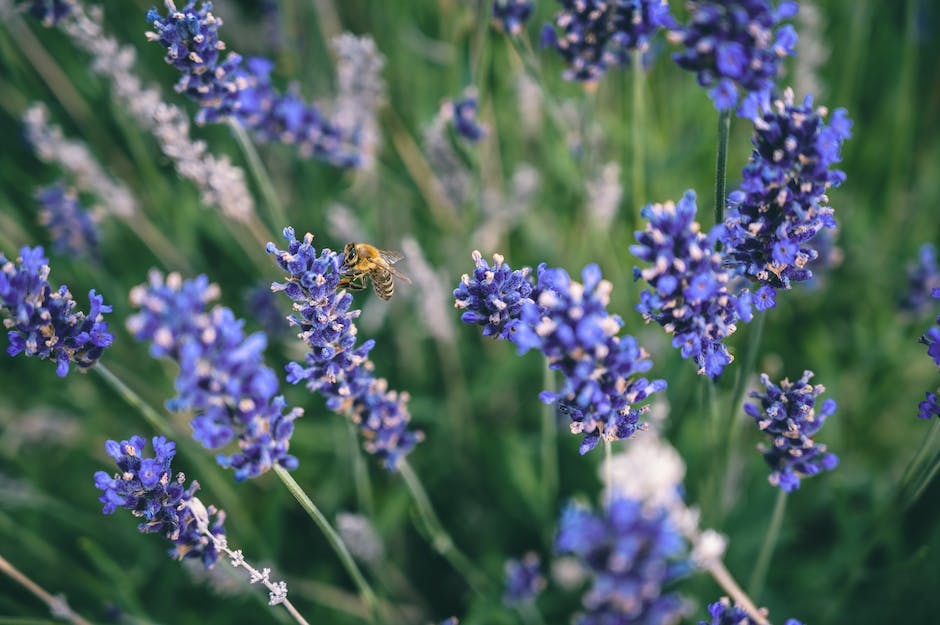  Bienen bauen ihr Nest wann immer Honig verfügbar ist.