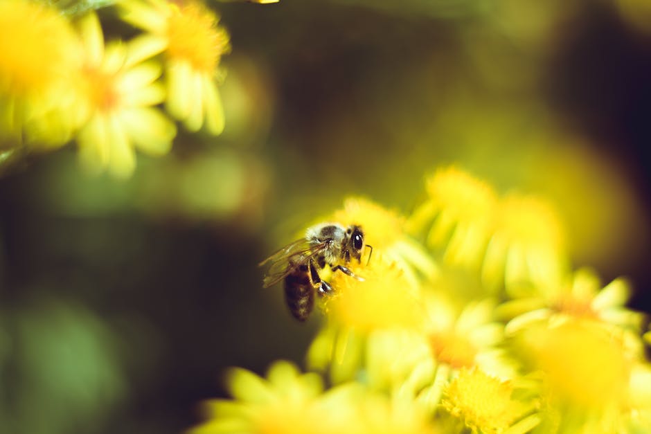 Bienenbau: Wann bauen Bienen ihr Nest?