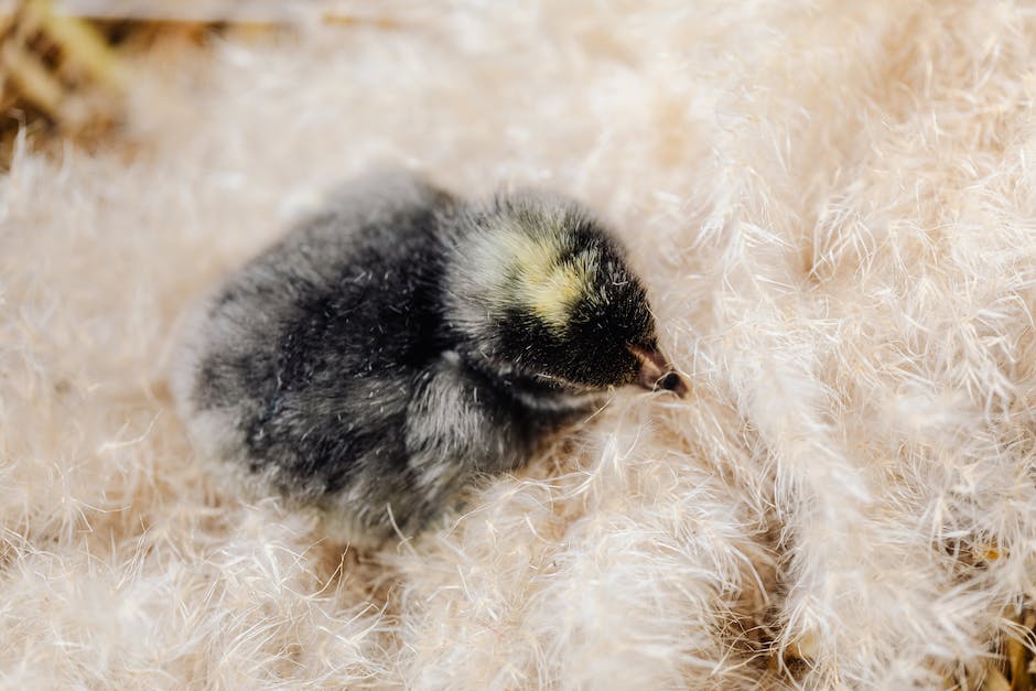 Vögel bauen ihre Nester wann?