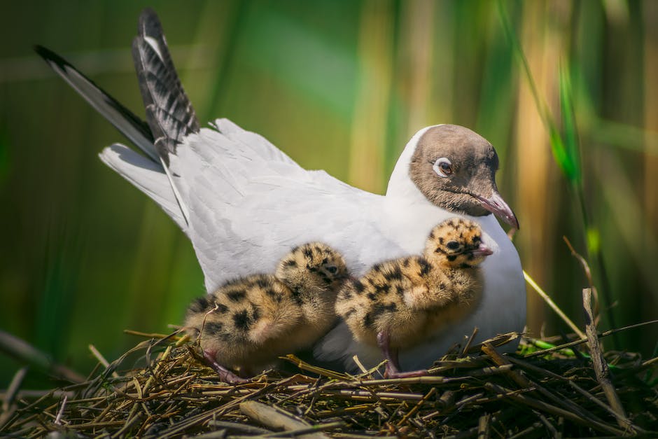  Hornissen Nestbauzeit