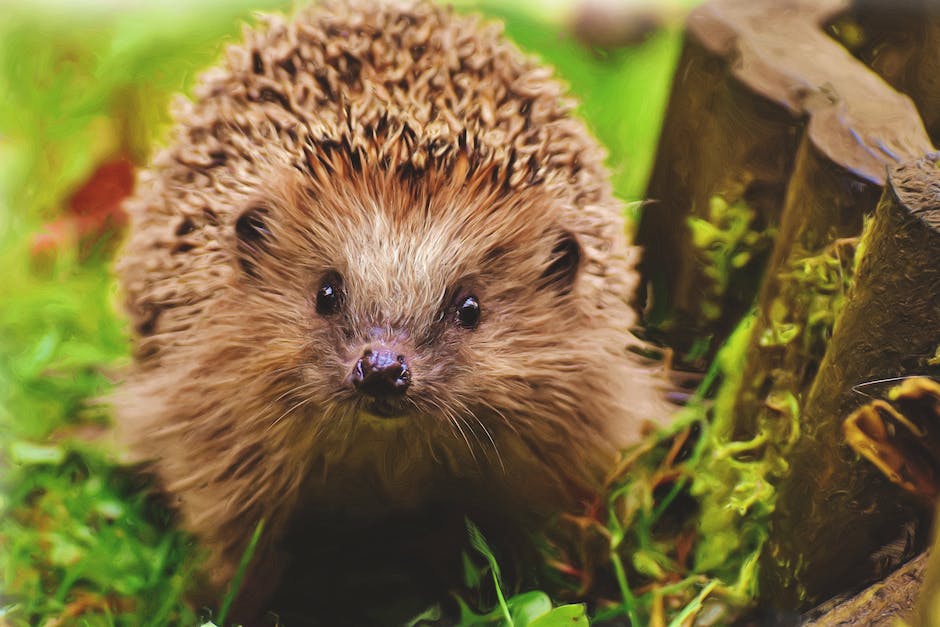 Igel bauen Nest im Herbst