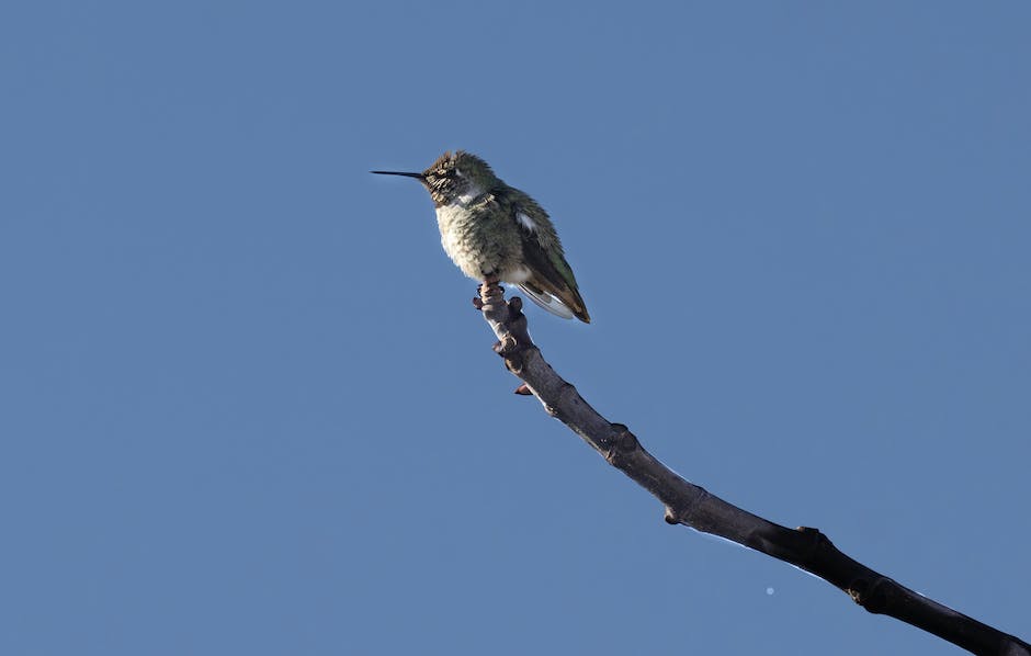 Schwalben bauen ihre Nester im Frühling