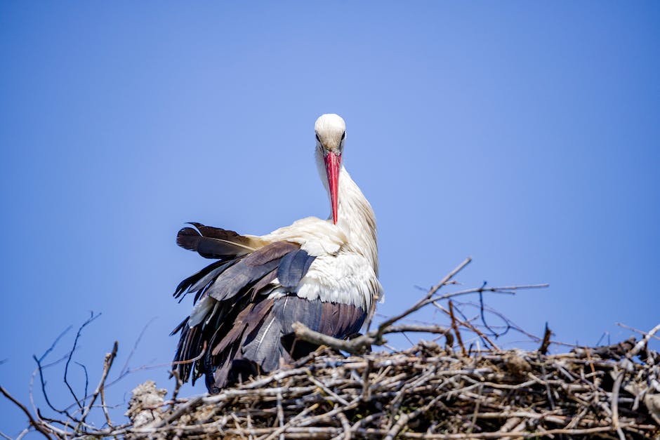 Schwalben bauen Nester in den Frühlingsmonaten