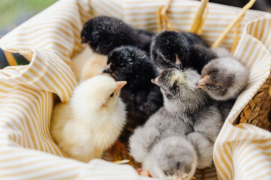 Störche bauen Nest - wann?