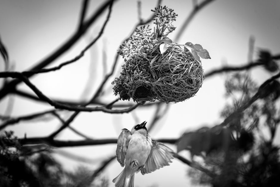  Taubenbau eines Nests