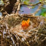 Tauben bauen ihr Nest im Frühling