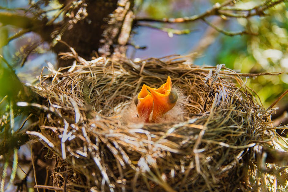 Tauben bauen ihr Nest im Frühling