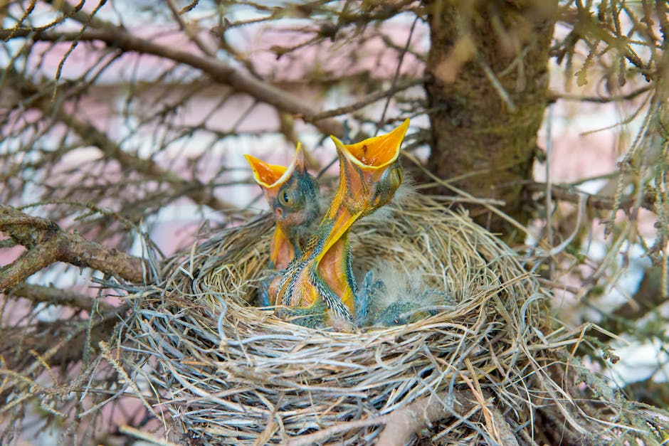  Vögel bauen ihre Nester wenn sie brüten wollen