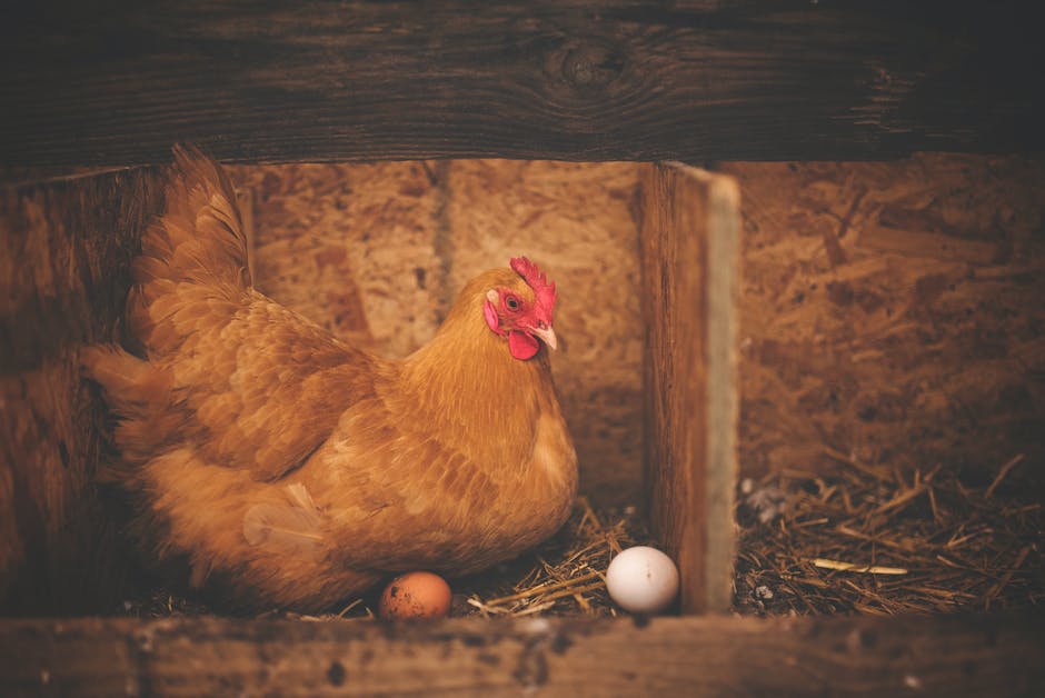 Vögel bauen ihr Nest wann immer sie brüten müssen