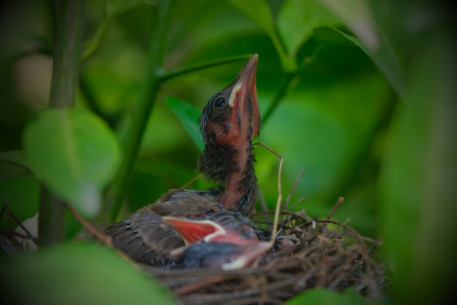 Vögel Nester Bauen Zeitraum