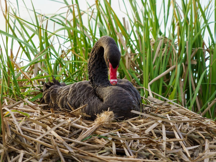  Wespen bauen ihr Nest während des Sommers