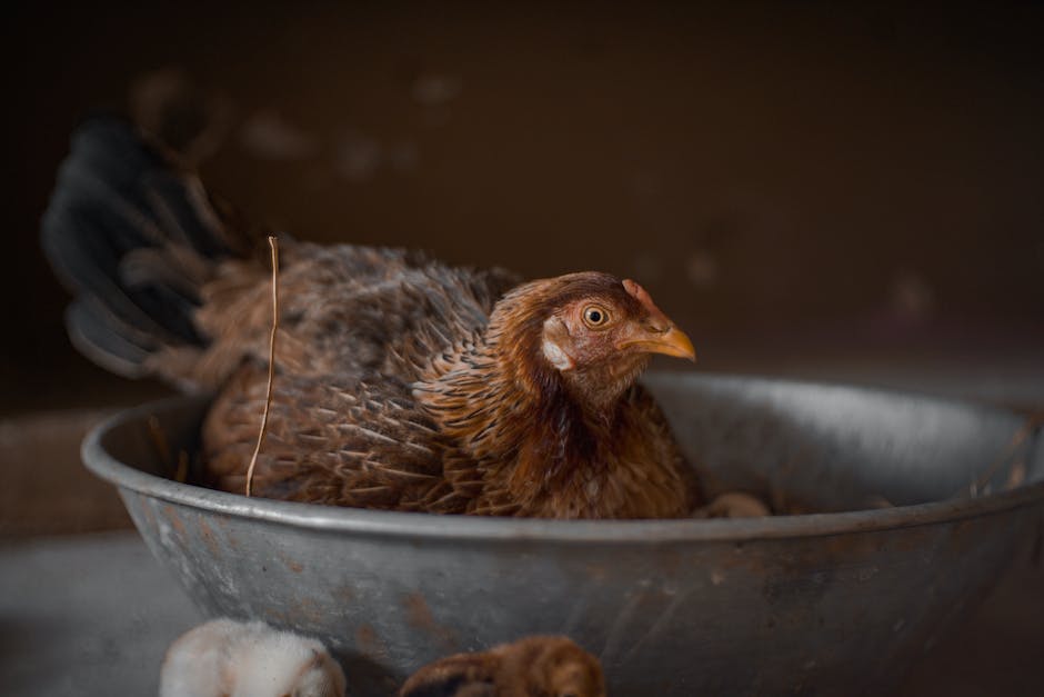 Vögel bauen Nester - Wann, Warum und Wie?