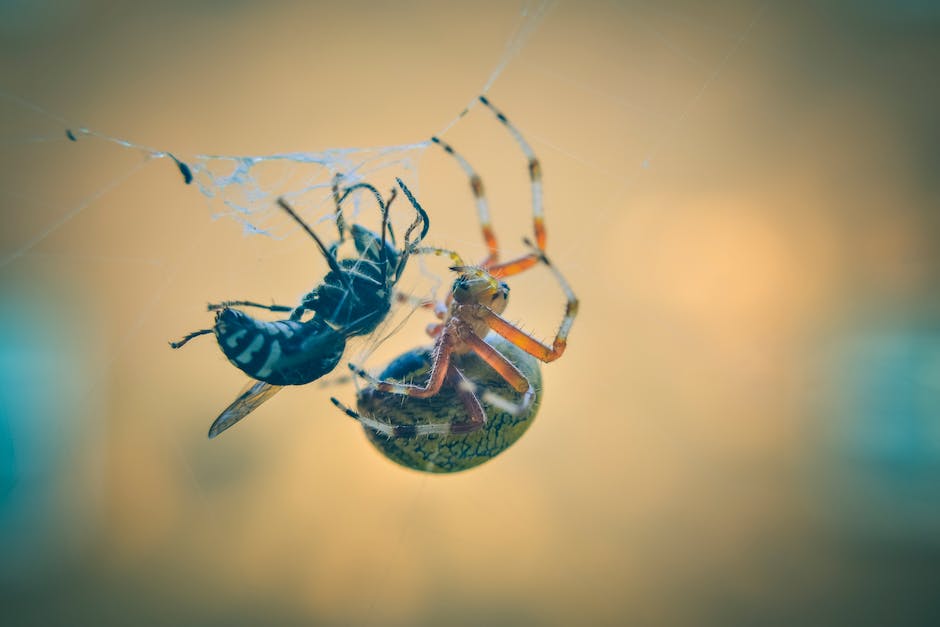 Wespen starten den Nestbau