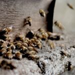 Wespen bauen Nester - Wann beginnt der Bau?