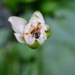 Wespen beginnen im Frühsommer mit dem Bau von Nestern