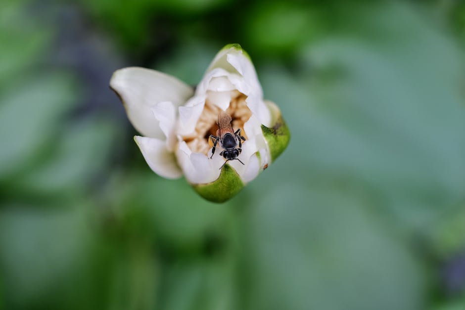 Wespen beginnen im Frühsommer mit dem Bau von Nestern