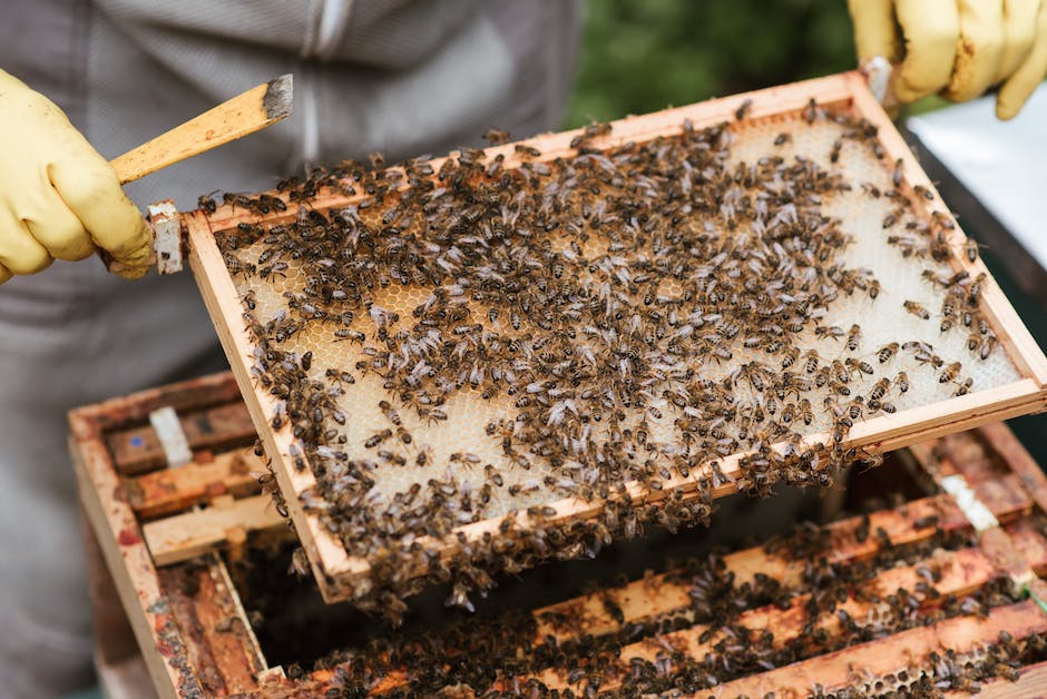 Störche bauen Nester auf Schornsteinen für besseres Überleben