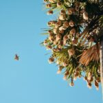 Störche baumen Nester auf Schornsteinen, um Nahrung und Schutz zu finden