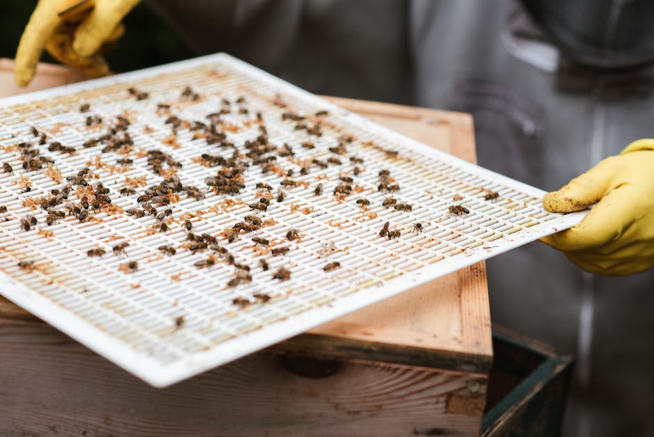 Wespen Nestbauzeit