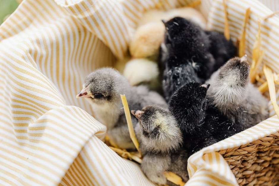  Wespen Nestbau Geschwindigkeit