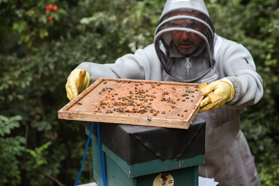 Bienen bauen ihre Nester in Bäumen, Erdlöchern und anderen natürlichen Hohlräumen.