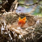 Spechte bauen Nester in Baumhöhlen und Baumhöhleneingänge